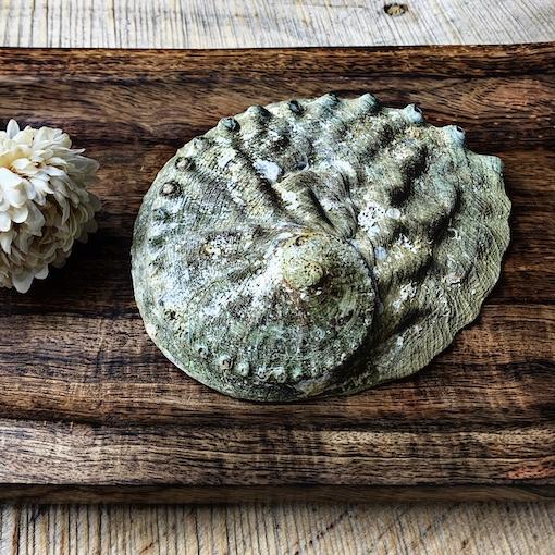 Natural Abalone Shell (Conicopora)- XL